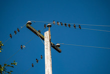 A Small Flock Of Starling Birds Resting On The Electric Wires On Both Sides Of The Wooden Pole Under Blue Sky On A Sunny Day