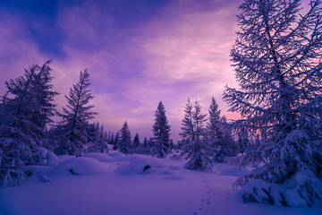 Wall Mural - Winter landscape. Forest, cloudy sky, sunset over snow-covered forest.