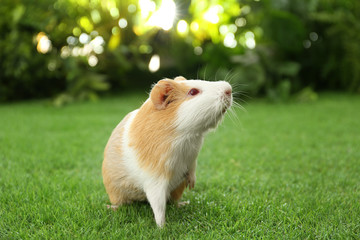 Cute guinea pig on green grass in park