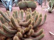 Close-up cactus growing in natural environment
