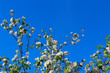 © Alexander - Flowers of apple tree on a background of blue clear sky