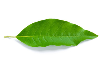 Wall Mural - green leaf isolated on white background