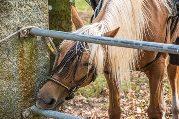 Poster - Closeup shot of a beautiful horse licking a metal post railings in a ranch