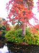 Maple tree with red leaves on background of green bushes