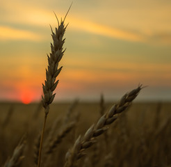 Wheat field. Ears of golden wheat close up. Beautiful Nature Sunset Landscape.