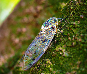 Poster - Closeup shot of cicada on a green moss-covered  surface