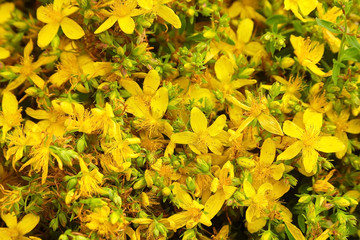 Wall Mural - Hypericum perforatum or saint johns wort flowers field background, herbal treatment