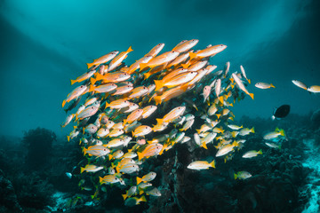 tropical schooling fish in clear blue water swimming among healthy coral reef, raja ampat indonesia
