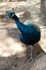 Wall Mural - Vertical closeup shot of a beautiful male peacock in the zoo