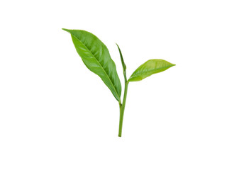 Wall Mural - Green tea leaf isolated on white background.