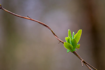 a fresh branch with green leaves in the forest