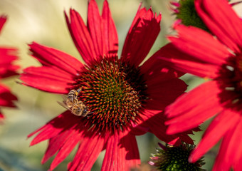 Poster - Flowers of  Echinacea - an herb stimulating the immune system