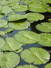 Vertical Shot Of Water Lily Pads On A Pond