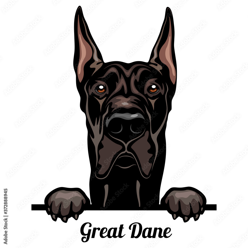 Great Dane - Color Peeking Dogs - breed face head isolated on white - obrazy, fototapety, plakaty 