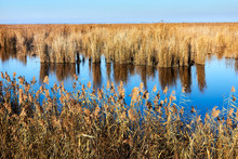 Autumn Landscape On The Banks Of The Lake With Dry Orange Autumn Bulrush (reeds) On A Clear Autumn Day