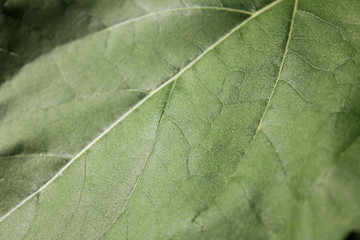 Leaf background of dark green nature plant texture. Leaves macro backdrop close up view, green organic foliage with veins pattern background. Garden outdoors and nature concept