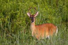 Yearling Buck In Grass Field