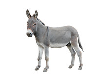 Donkey Isolated On White Background.