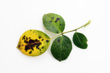 Fungal Disease Black Spot Of Rose Caused By Diplocarpon Rosae, Leaf On White Background