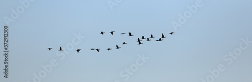 Fotomural a flock of migratory birds flies by the sea