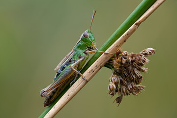 Meadow Grasshopper (Chorthippus parallelus) on grass stalk