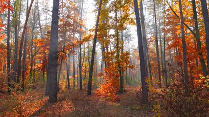 Wall Mural - Autumn nature forest landscape. Autumn is in full swing. Walk through the magnificent autumn forest with red and orange trees. Sun rays make their way through foliage. Autumn in the park