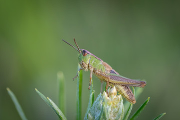 Closeup of green locust (grasshopper) sitting on the top of the green plant in the green meadow