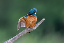 Kingfisher (Alcedo Atthis) Perched On A Branch And Preening Itself