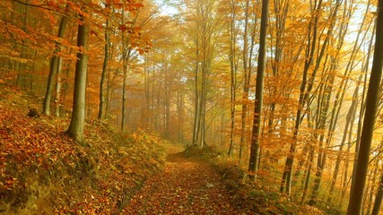 Poster - Walk along the path littered with autumn leaves. Autumn park or forest. Orange trees in a light haze. Autumn nature landscape