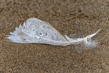 Wall Mural - feather on sand