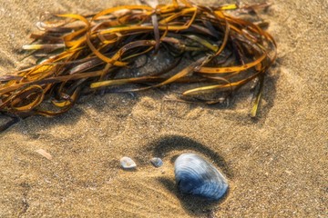 shell and seaweed on the sand