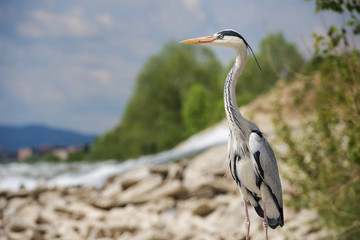 Sticker - Beautiful shallow focus shot of a long-legged, freshwater bird called heron standing on a rock