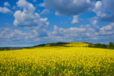 Fototapeta Kwiaty - rapeseed field on the mountain,beautiful landscape of yellow rapeseed field with clouds on blue sky