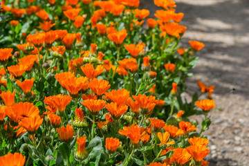 Canvas Print - Calendula officinalis