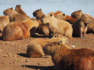 Poster - Group of capybara hanging out at a lake at daytime