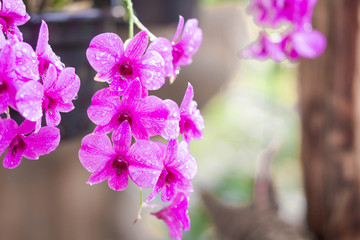 Wall Mural - Closeup purple orchid flower in the garden, selective focus