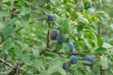 Wall Mural - Ripe plums on a tree branch in the orchard. View of fresh organic fruits with green leaves on plum tree branch in the fruit garden.