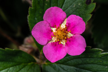 Wall Mural - Flowering Strawberry (Fragaria spec. 'Lipstick')