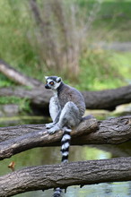A Ring Tailed Lemur Sitting On A Tree Branch