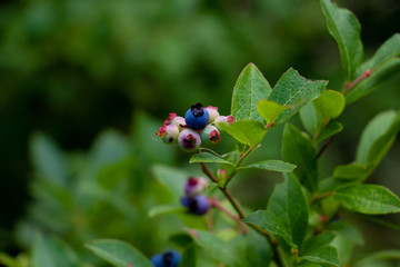 blueberry 2