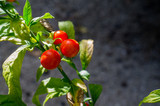 roślina owoce czerwień zieleń natura ogród