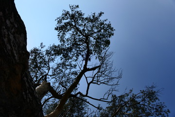 Wall Mural - tree in the sky