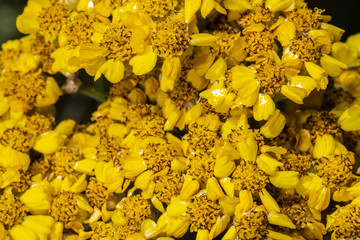 Wall Mural - Wooley Yarrow (Achillea tomentosa 'Aurea')