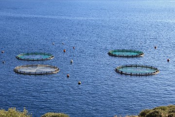 Aquaculture settlement, fish farm with floating circle cages around bay of Attica in Greece.