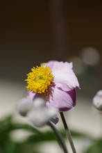 Vertical Selective Focus Shot Of A California Wild Rose With Buds