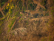 Yawning Of The Jaguar