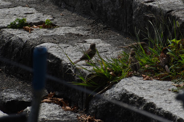 Poster - Closeup shot of small birds sitting on a sidewalk