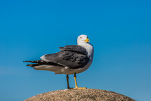 Close-up Of A Seagull With Gray And White Plumage Standing On A Stone Looking At The Camera On A Sunny Day With A Blue Sky In The Background