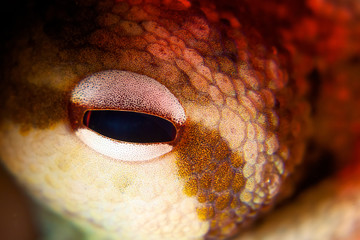 Sticker - Macro closeup shot of an eye of a frog