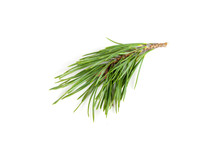Spruce Branch With Long Needles Isolated On White Background